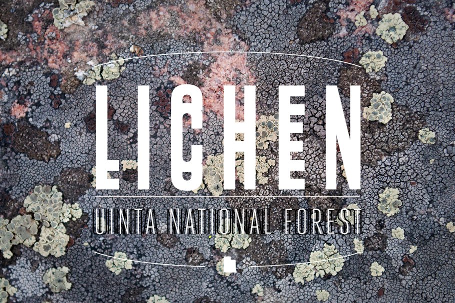 36款地衣苔藓实景纹理 36 Lichen Textures插图(2)