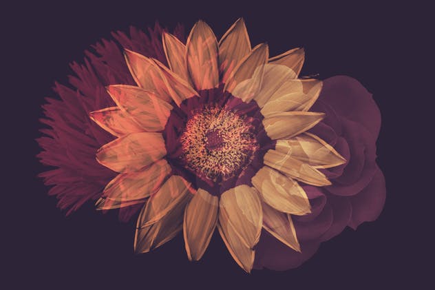 15款优雅花卉图案PS笔刷 Elegant Flower Brushes for Photoshop插图(6)