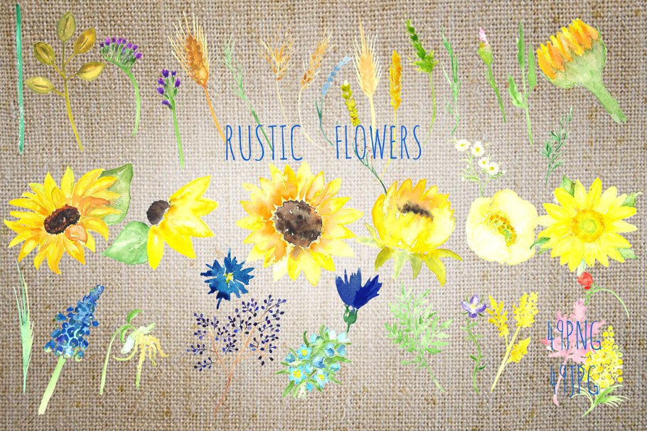 美丽手绘水彩田野草本植物插画 Sunflowers rustic watercolor clipart插图(2)