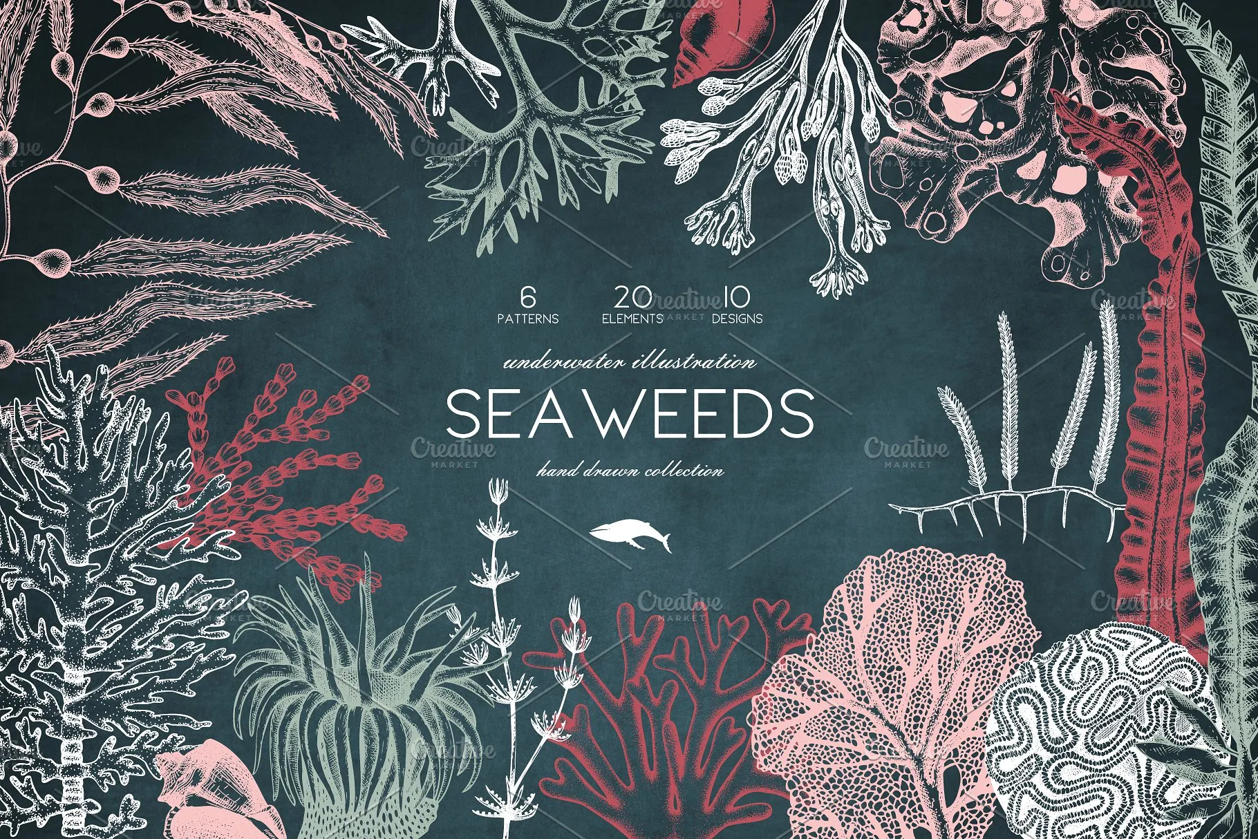海藻珊瑚矢量插画合集 Vector Seaweedsamp; Corals Set