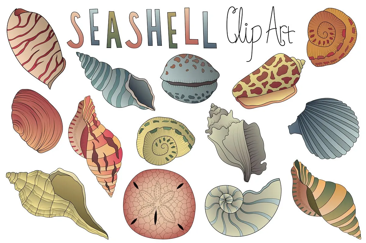 手绘矢量贝壳插画素材 Seashell Clipart Vector PNGamp; JPG